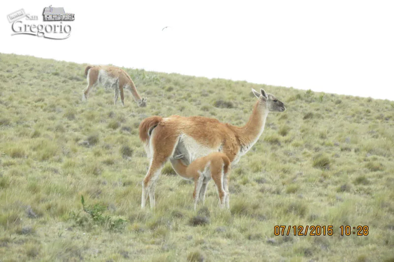 Guanacos en la estepa de Pali Aike